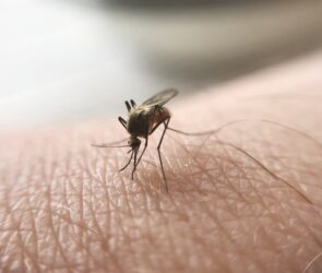 Malaria - Paludisme - mondocta -