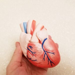 Heart! Human Heart! Cardiology! Heart Health!