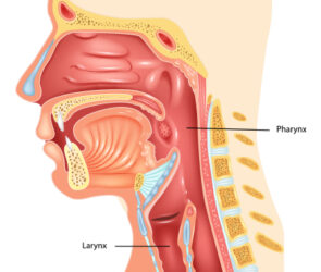 Résultant d’une inflammation du larynx, la laryngite empêche les cordes vocales de se mouvoir normalement. Parler devient alors douloureux. Il existe différents types de laryngites. Dans la plupart des cas, elles peuvent se traiter à la maison. Si les symptômes durent plus de deux semaines, il est conseillé de consulter un médecin.