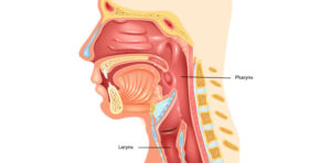 Résultant d’une inflammation du larynx, la laryngite empêche les cordes vocales de se mouvoir normalement. Parler devient alors douloureux. Il existe différents types de laryngites. Dans la plupart des cas, elles peuvent se traiter à la maison. Si les symptômes durent plus de deux semaines, il est conseillé de consulter un médecin.